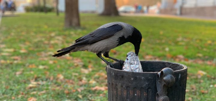 Un corbeau fouillant une poubelle