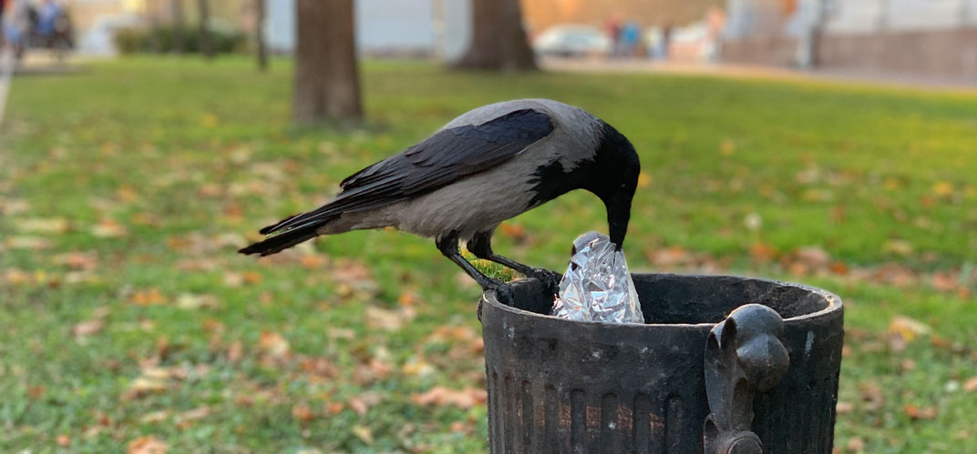 Un corbeau fouillant une poubelle
