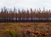 Gironde : trois ans après les incendies