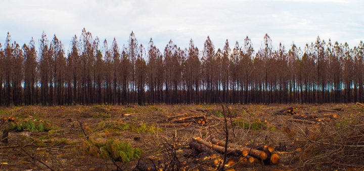 Gironde : trois ans après les incendies