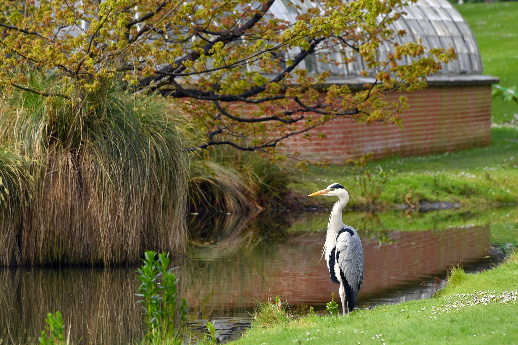 Un héron, les Oasis de la biodiversité. @Nantes-Metropole